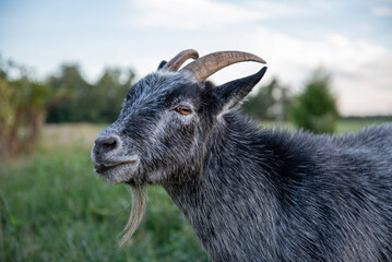 A blue pygmy goat living on a farm.