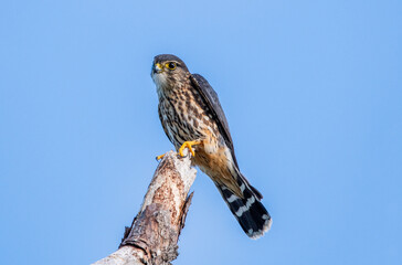 A merlin perched on a tree branch in Florida. - obrazy, fototapety, plakaty