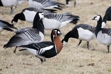 spring migration day of geese