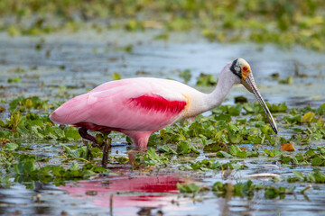 Roseate spoonbill at Orlando Wetlands park.