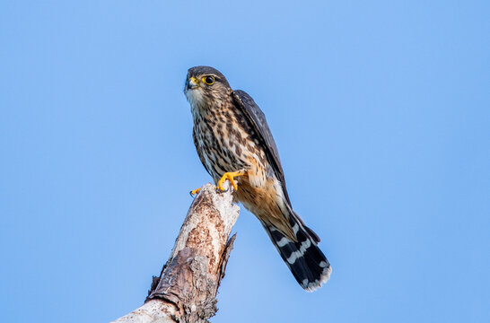 A merlin perched on a tree branch in Florida.