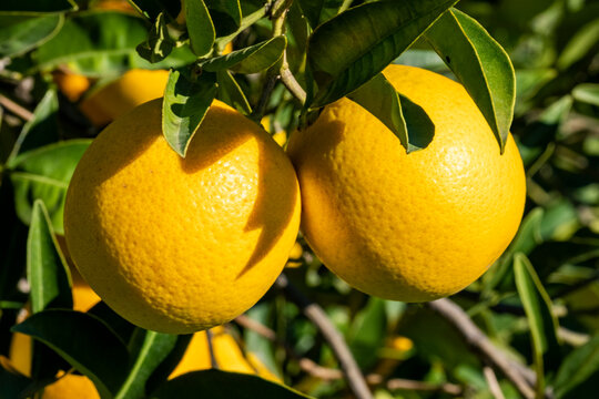 Ripe orange citrus, close-up photo of juicy and fresh fruit at organic farm. Sun shinning on skin surface. Natural food background with copy space.
