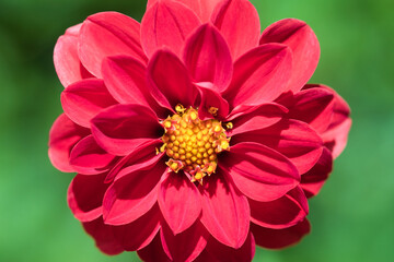 Red dahlia flower in bloom close up, vibrant red petals and yellow flower center, full frame macro backround, ornamental flowers concept