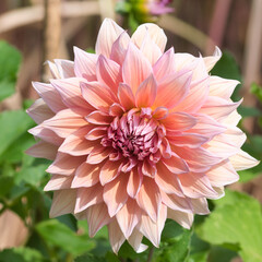 Mango madness dahlia flower in bloom close up, neon orange petals with gold and pink undertones, ornamental plants concept