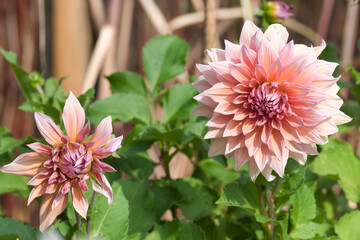 Mango madness dahlia flower in bloom close up, neon orange petals with gold and pink undertones, ornamental plants concept