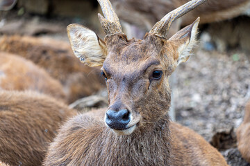 Herd of Samba Deer Close up Low Level Portrait