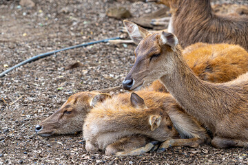Herd of Samba Deer Close up Low Level Portrait