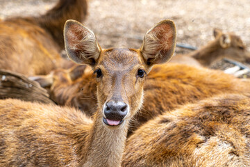 Herd of Samba Deer Close up Low Level Portrait