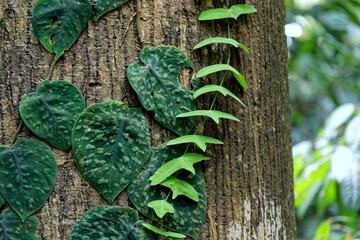Die faszinierende Welt Borneos