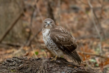 A Red-shouldered Hawk (Buteo lineatus) perched on a downed tree in a forest standing over its prey, a dead squirrel.