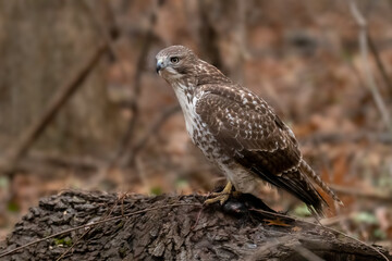 A Red-shouldered Hawk (Buteo lineatus) perched on a downed tree in a forest standing over its prey,...