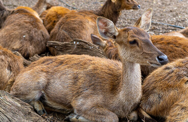 Herd of Samba Deer Close up Low Level Portrait