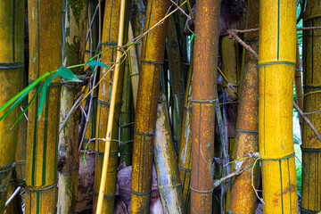 Giant Bamboo for wallpaper textured natural effect