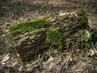 Green moss on log at forest