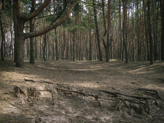 Landscape of evergreen spruce trees at forest with roots at path
