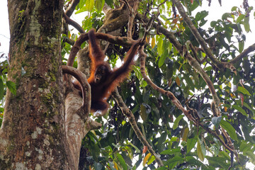 Die faszinierende Welt Borneos