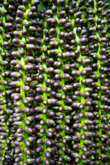 Mayang Tree fruit, Mayang pinang, Arenga pinnata, used to produce Sopi
