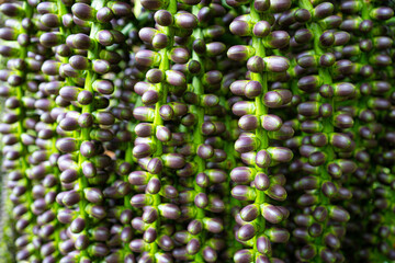 Mayang Tree fruit, Mayang pinang, Arenga pinnata, used to produce Sopi
