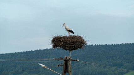 Stork in the nest. Stork's nest on a pole
