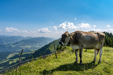 Kuh auf der Weide auf der Alm