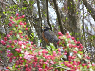 Merle d'Am&eacute;rique