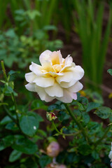 Cream rose flower. Blooming rose