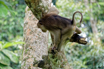 Die faszinierende Welt Borneos
