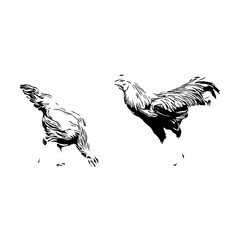 Fototapeta na wymiar Black and white drawing sketch of a chicken with a transparent background