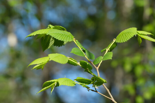 A BRANCH WITH ELM LEAVES ILLUMINATED BY THE SUN
