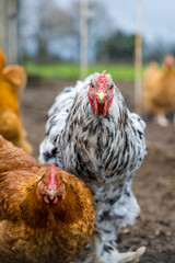 Poule d'ornement blanche et noire dans la basse-cour d'une ferme familiale
