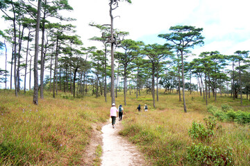 Landscape nature Pine Tree Field on Phu Soi Dao National Park Uttaradit Province Thailand - Beautiful nature adventure for Trekker trekking and camping 
