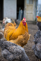 Coq au milieu d'autres poules dans une petite basse-cour