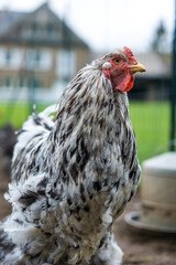 Poule d'ornement blanche et noire dans la basse-cour d'une ferme familiale
