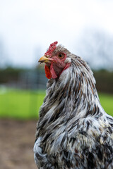 Poule d'ornement blanche et noire dans la basse-cour d'une ferme familiale