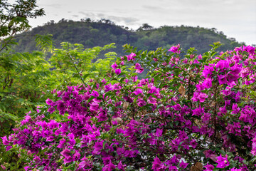 Beautiful plant full of small pink flowers with mountain and vegetation blurred in the background