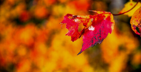 Autumn leaves in foliage season, fall colors