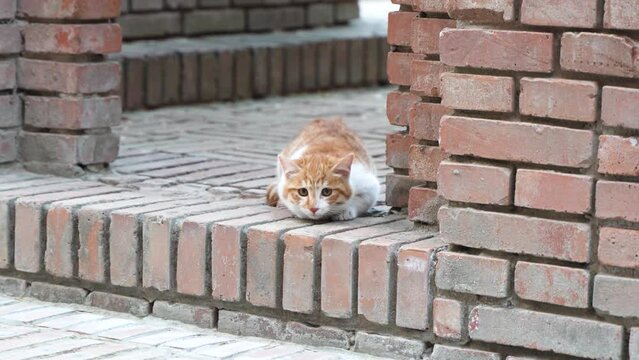 The kitten is alert to attack and hunt