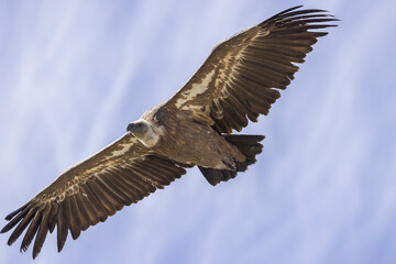 Griffon vulture in flight at Cairo rock, near Remuzat, Provence