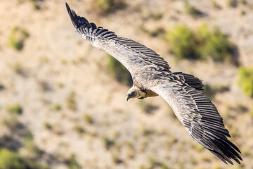 Griffon vulture in flight at Cairo rock, near Remuzat, Provence