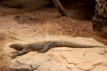 drago di Komodo