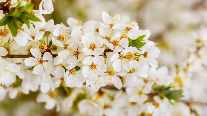 Cherry plum blossoms. A cherry plum branch with white flowers on a sunny day in warm colors