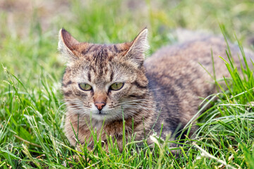 A tabby cat lies in the garden in the green grass