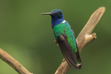 Colorful hummingbird of the andes.
White-necked jacobin (Florisuga mellivora) 
Common name in Latam: Colibrí collarejo

