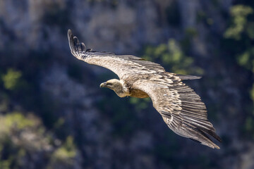 Griffon vulture in flight at Cairo rock, near Remuzat, Provence