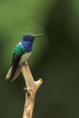 Colorful hummingbird of the andes.
White-necked jacobin (Florisuga mellivora) 
Common name in Latam: Colibrí collarejo


