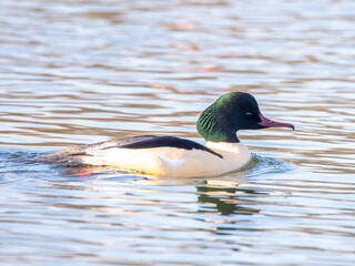 Male Goosander