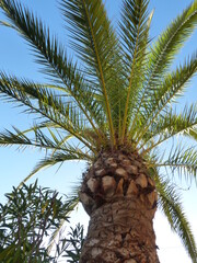 Palmier - Cannes (France)