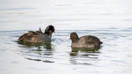 Coot birds dabble in the water