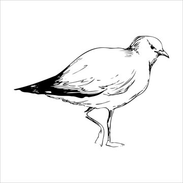 Seagull bird animal sketch, engraving vector illustration