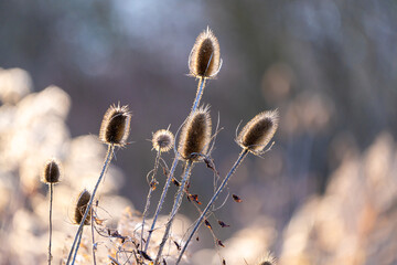 Trocken Distel im Winter im Gegenlicht